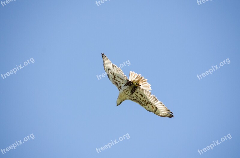 Saker Falcon Falcon Raptor Bird Freedom