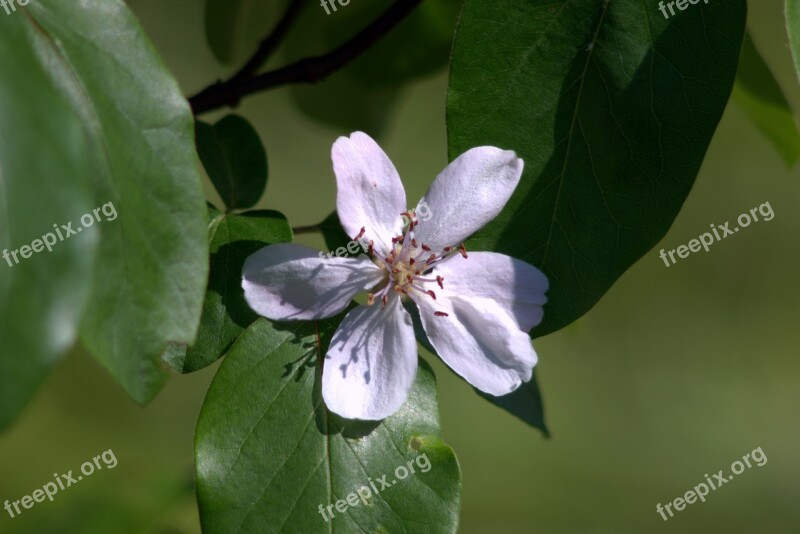 Quince Flower Enormous Feb Cream