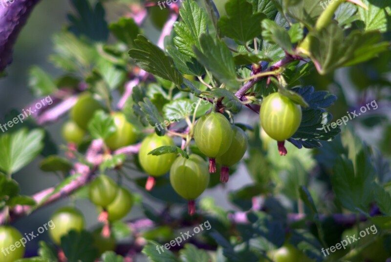 Gooseberry Fruit Lean Green Garden