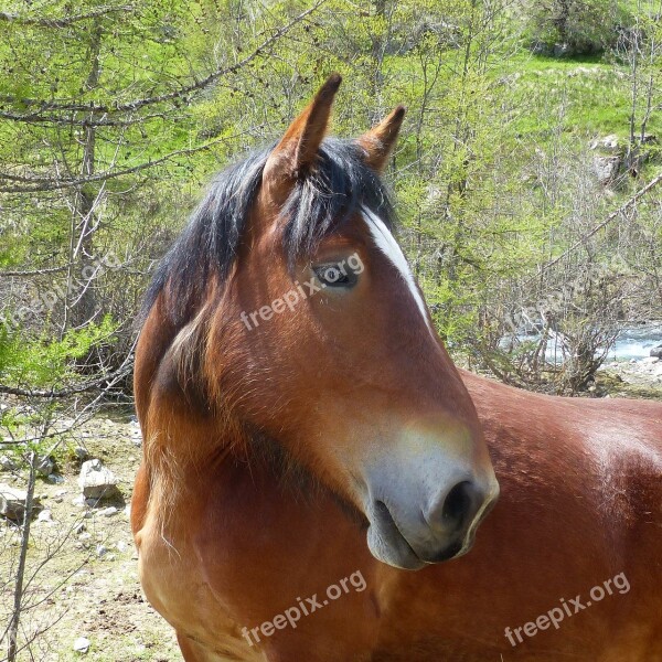 Domestic Animal Horse Head Profile Horse Head