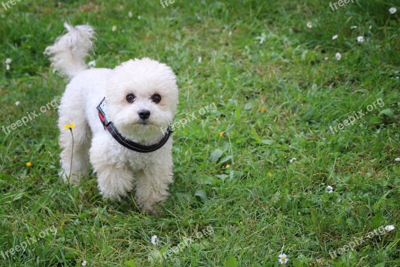 Dog Miniature Poodle Poodle Meadow Cute