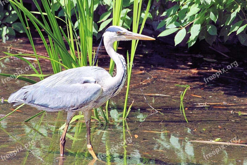 Grey Heron Heron Eastern Bird Water