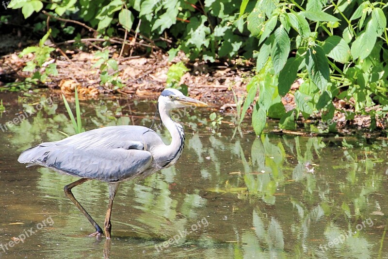 Grey Heron Heron Eastern Bird Water