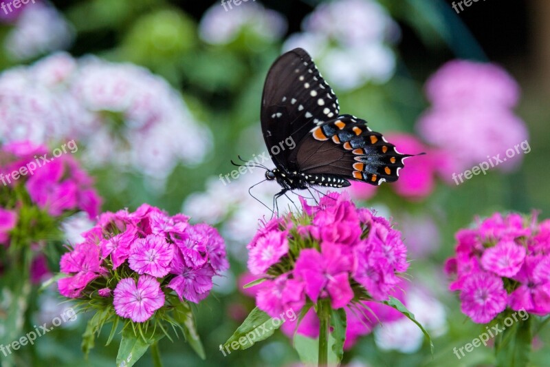 Butterfly Flowers Pink Peaceful Calming