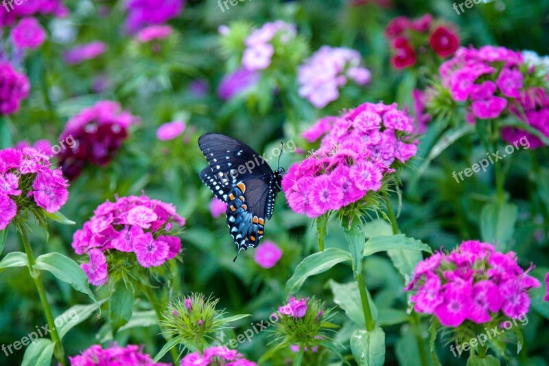 Butterfly Flowers Blossom Bright Insect