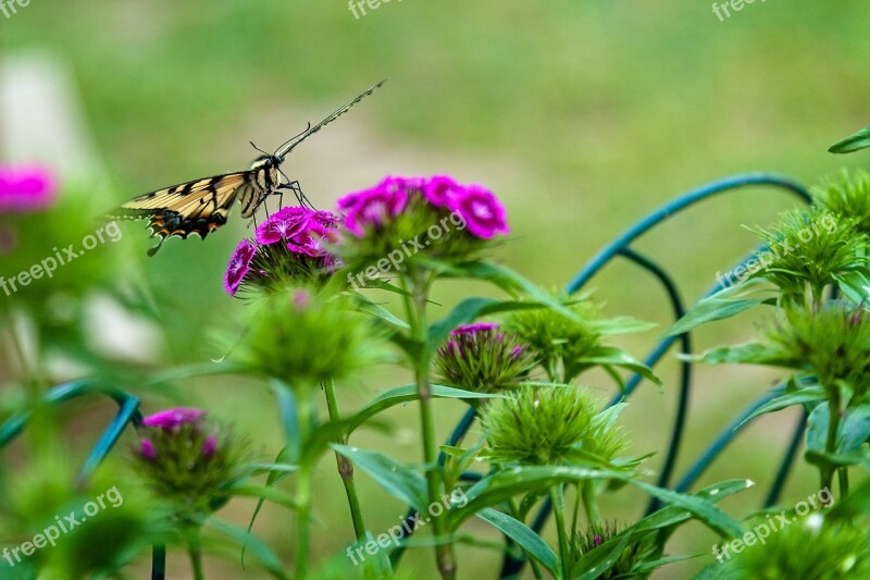 Butterfly Flowers Bloom Spring Insect