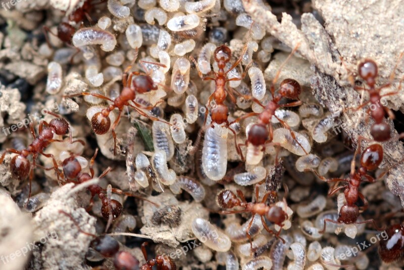 Red Garden Ant Myrmica Rubra Ant Larvae Transparent Hairy