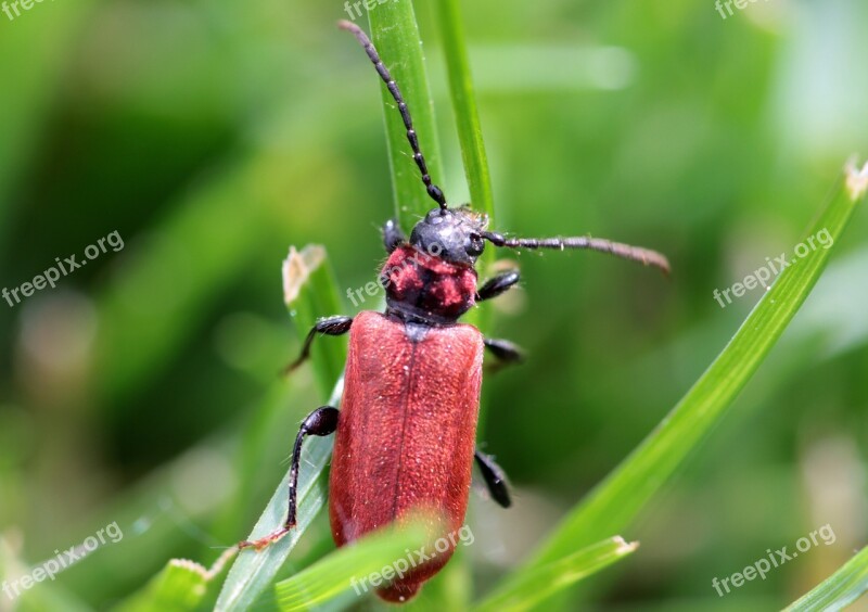 Beetle Longhorn Beetle Cerambycidae Body Flat Broadband