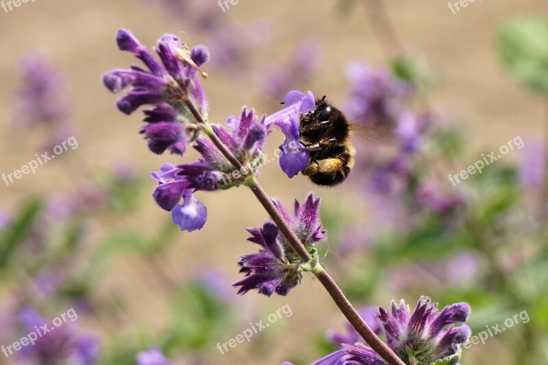 Hummel Insect Animal Purple Blossom