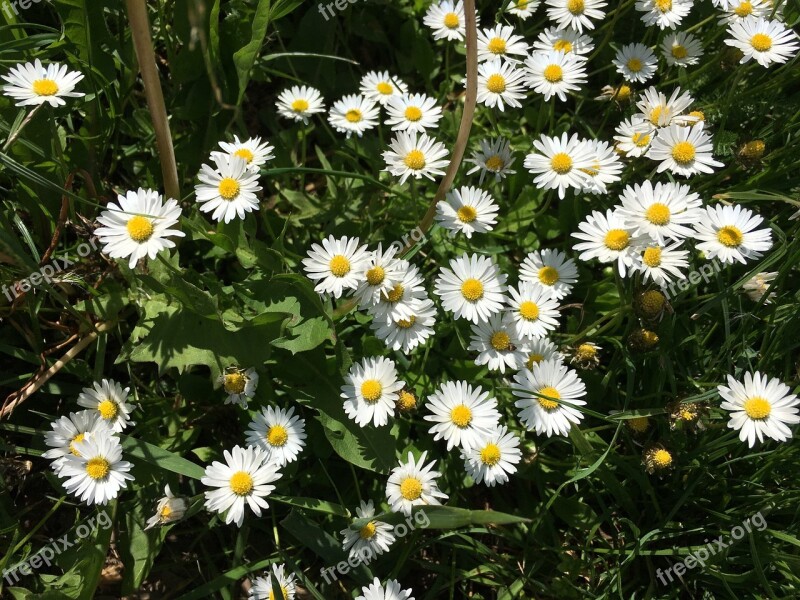 Flowers Meadow Daisy Spring Grass