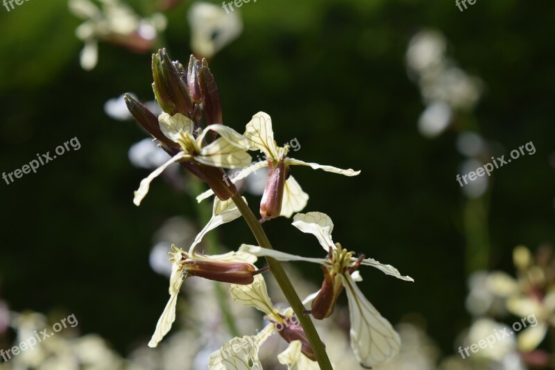 Rocket Rucola Bloom Close Up Arugula White