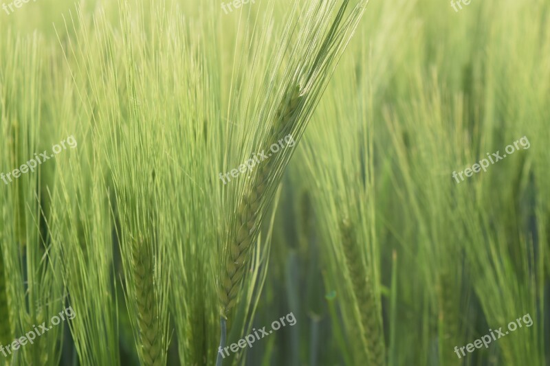 Background Wheat Green Green Wheat Spring