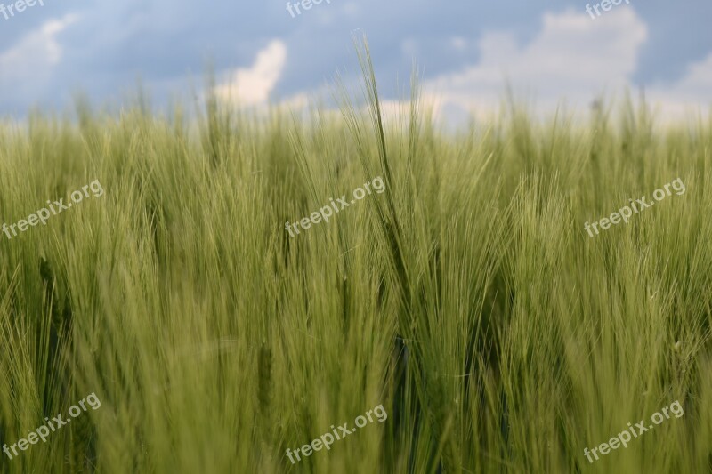 Background Color Blue Green Green Wheat