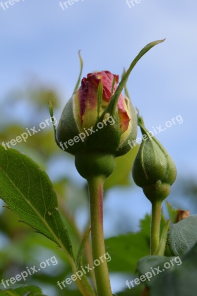 Rose Bud Rosebud Red Spring