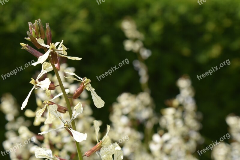 Rocket Rucola Bloom Arugula Raukeblüte Flowers