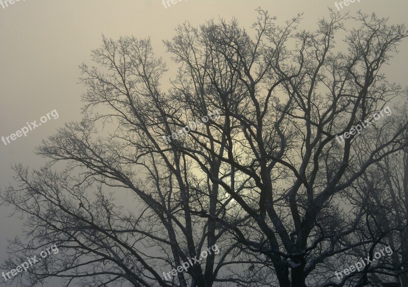 Tree Branches Winter Konary Leafless