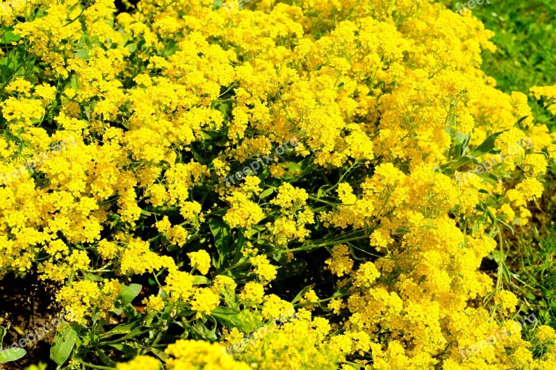 Flowers Plant Yellow Yellow Flowers Spring