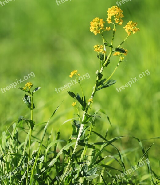 Summer Summer Flowers Live Photos Yellow Beauty