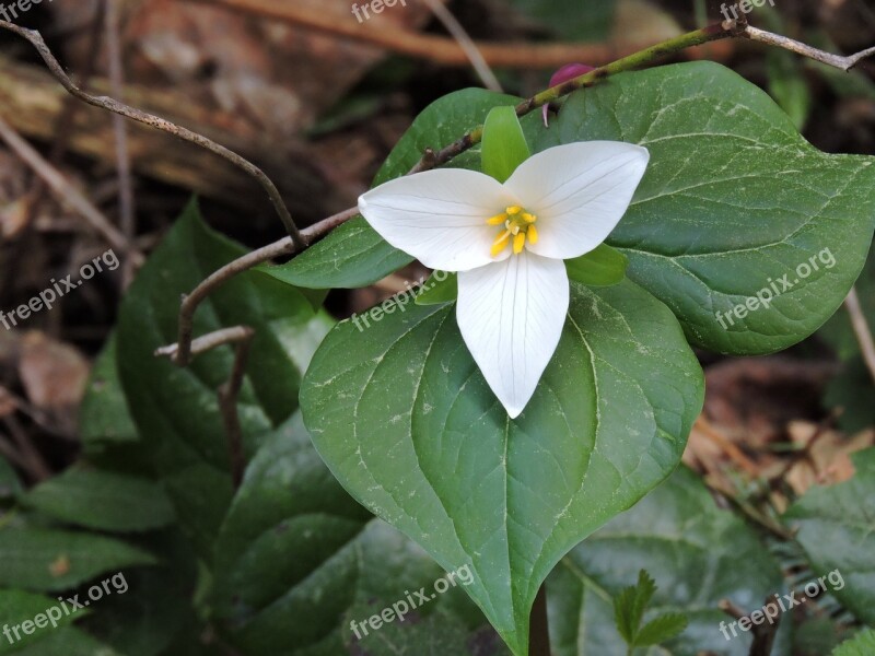 Western Trillium Trillium Native Plant White Flower Free Photos