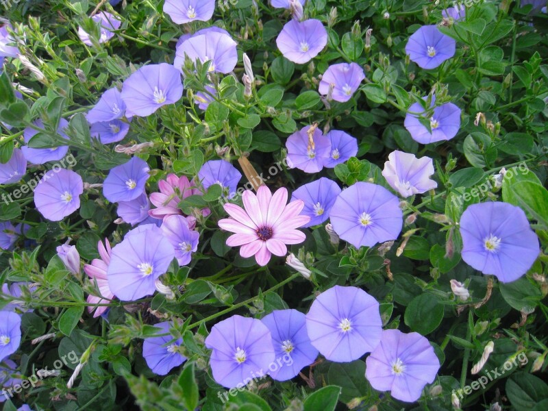 Noon Our Blue-violet Flowers Pink Sandy