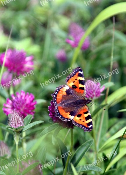 Flower Butterfly Nature Forage Wings