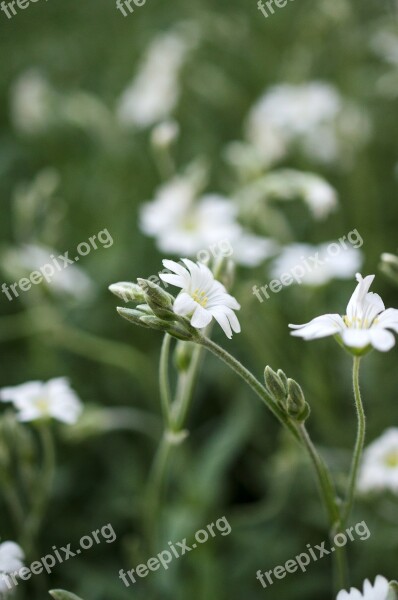 Flower White Garden Flowers Tender