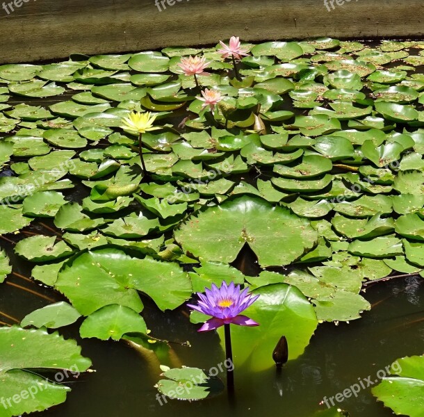 Lily Flower Purple Yellow Peach