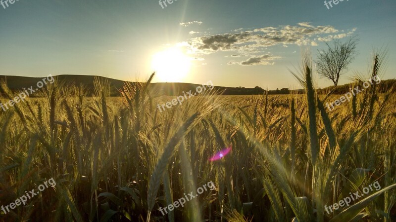 Wheat Sunset Spikes Open Air Nature