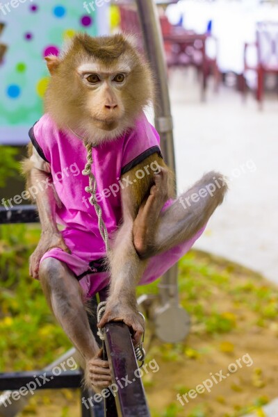 Pet Monkey Monkey Foot True Gas