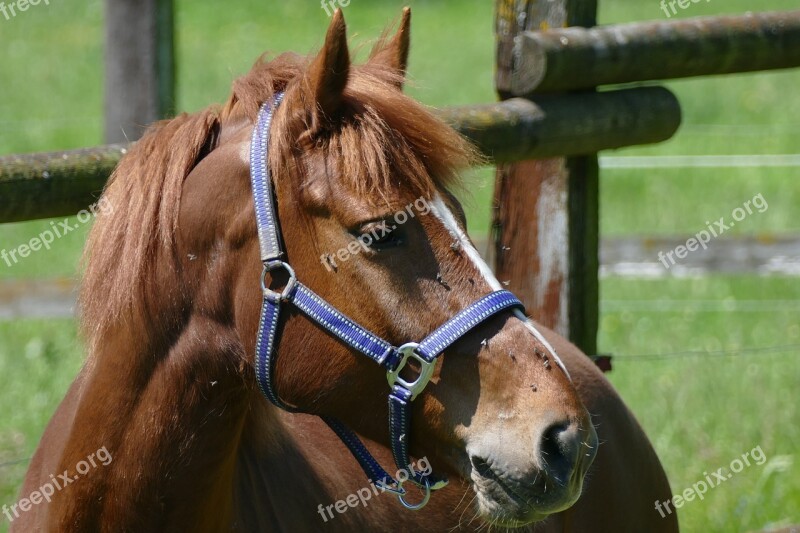 Horse Fuchs Mare Pferdeportrait Horse Head