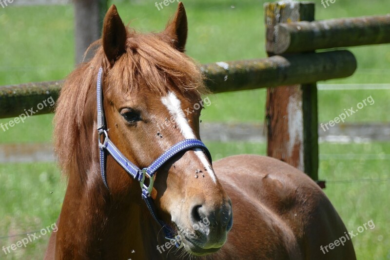 Horse Fuchs Mare Pferdeportrait Horse Head