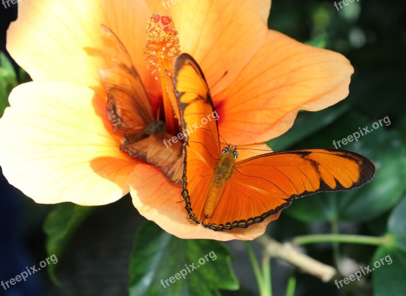 Butterfly Orange Composition Coloring Macro