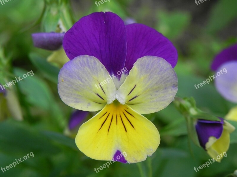 Purple Yellow Flower Pansy Blossom