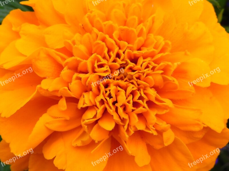 Orange Flower Blossom Bloom Orange Flowers