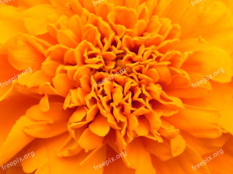 Orange Flower Blossom Bloom Orange Flowers