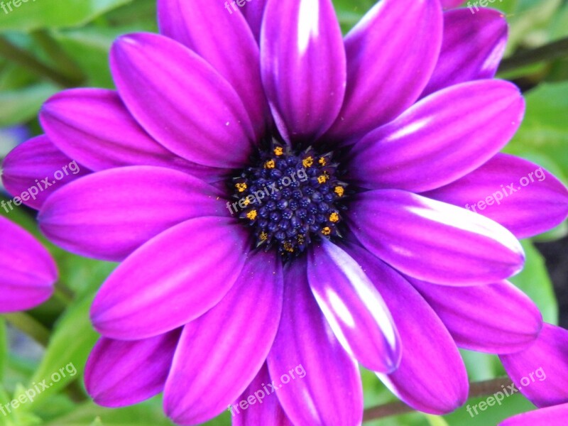 Purple White Flower Small Flower White Purple