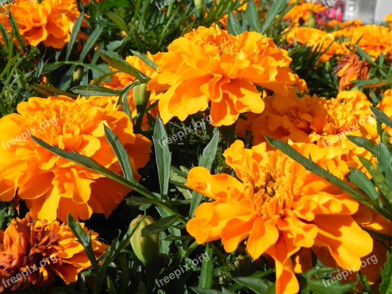 Orange Flowers Blossom Bloom Orange Flowers