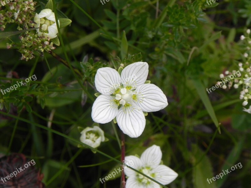 White Flower Nature White Flower Blossom