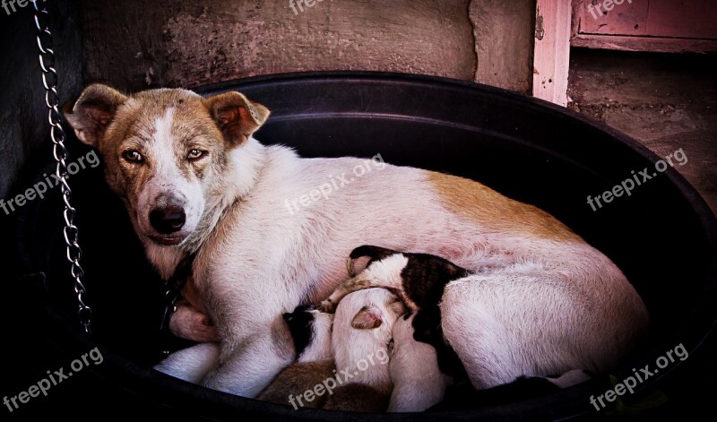 Dogs Puppies Mother Eating Feeding