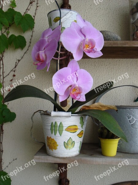 Orchid Flower Plant Green Nature