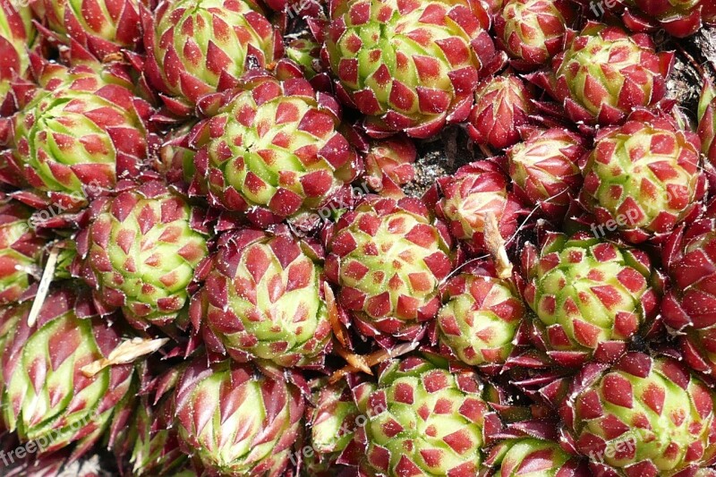 Cactus Macro Plant Macro Photography Nature