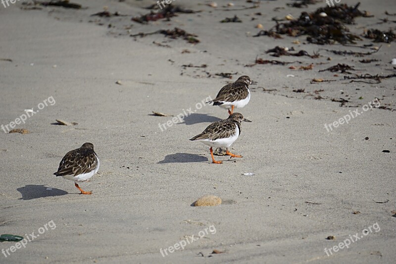 Birds Plovers Fauna Ornithology Nature