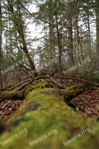 Forest Trees M Green Nature