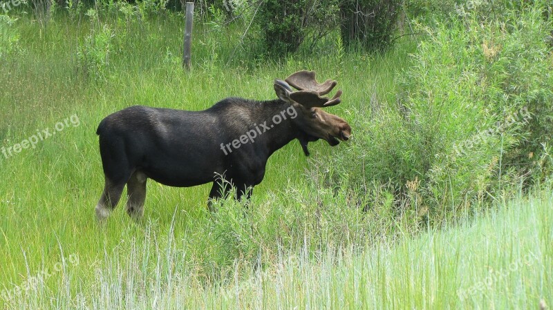 Moose Nature Antlers Usa Deer-like