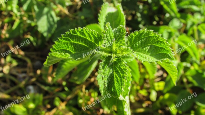 Nettle Plant Green Nature Leaves