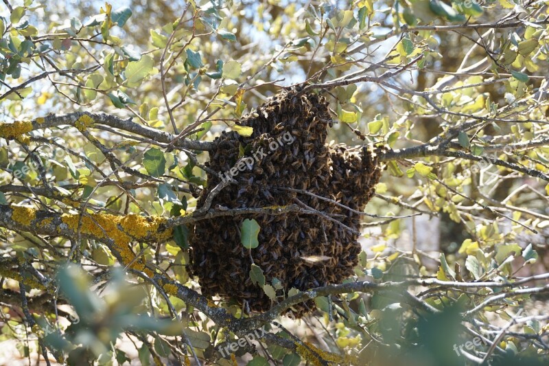 Swarm Bees Beekeeping Nature Encina