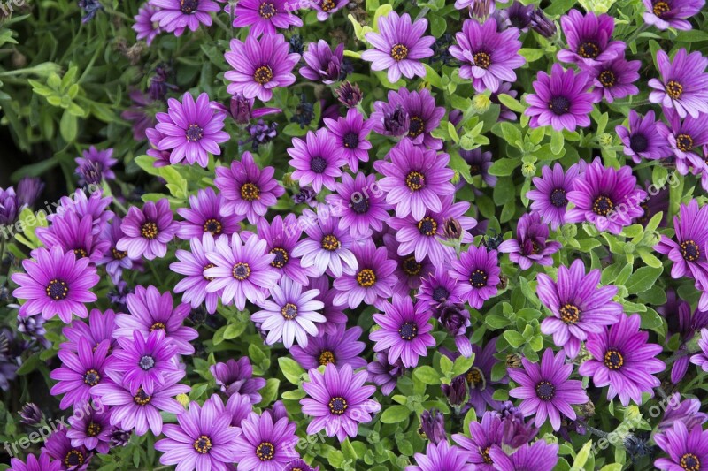 Flowers Purple Flower Purple Flower Wild