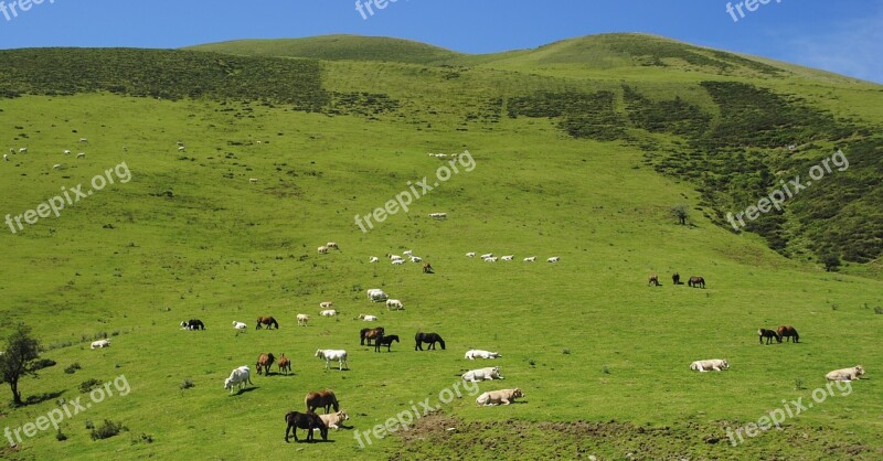 Livestock Sheep Horse Cows Calves