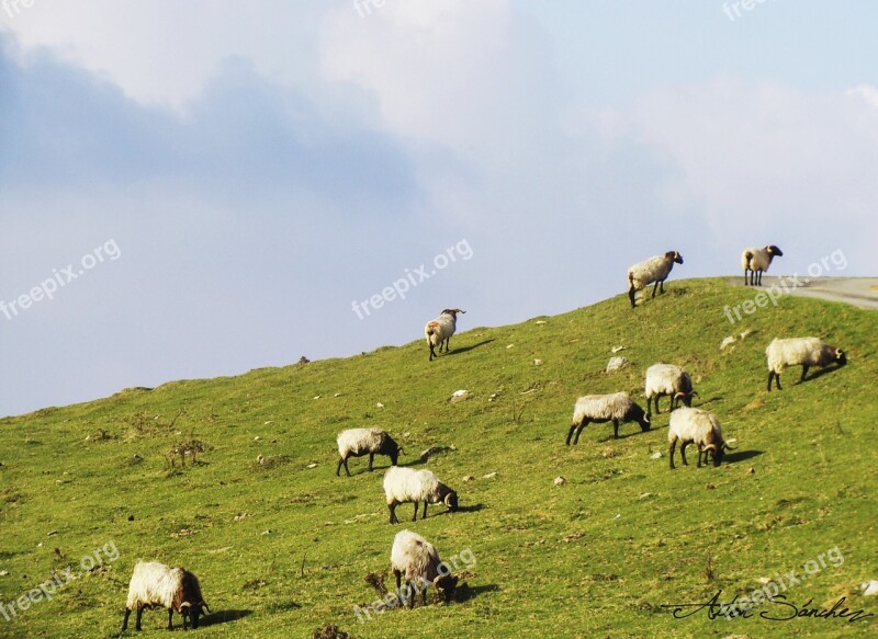 Sheep Pyrenees Grass Pasturage Clouds