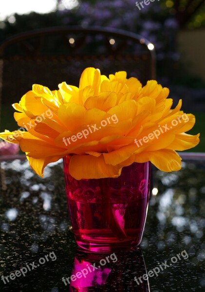 Yellow Tumor Tulip Yellow Spring Flowers